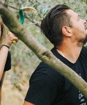 A young couple harvesting olives from an olive tree using a pole and a basket. - Olive Oil Times