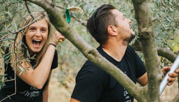 A young couple harvesting olives from an olive tree using a pole and a basket. - Olive Oil Times