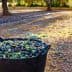 Black basket filled with freshly harvested olives in a field during daylight. - Olive Oil Times