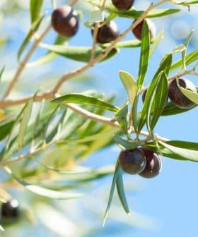 Branch of an olive tree featuring green and black olives against a blue sky. - Olive Oil Times
