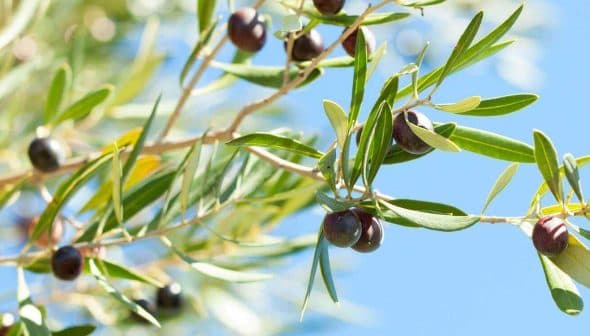 Branch of an olive tree featuring green and black olives against a blue sky. - Olive Oil Times