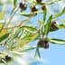 Branch of an olive tree featuring green and black olives against a blue sky. - Olive Oil Times