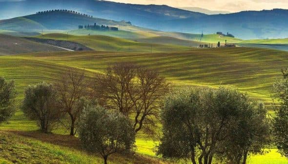 Olive trees in a green landscape with rolling hills and a cloudy sky in the background. - Olive Oil Times