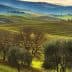 Olive trees in a green landscape with rolling hills and a cloudy sky in the background. - Olive Oil Times