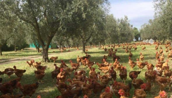 A large group of brown chickens roaming under olive trees in a green field. - Olive Oil Times