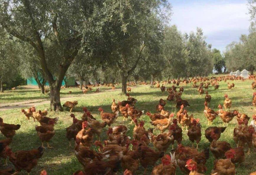 A large group of brown chickens roaming under olive trees in a green field. - Olive Oil Times