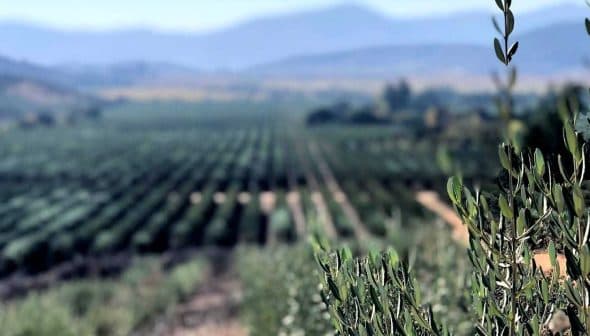 A view of an olive grove with rows of olive trees extending into the distance. - Olive Oil Times