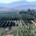 A view of an olive grove with rows of olive trees extending into the distance. - Olive Oil Times