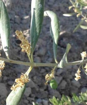 Olive tree branch featuring green leaves and small yellow flowers. - Olive Oil Times