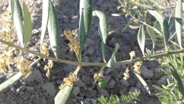 Olive tree branch featuring green leaves and small yellow flowers. - Olive Oil Times