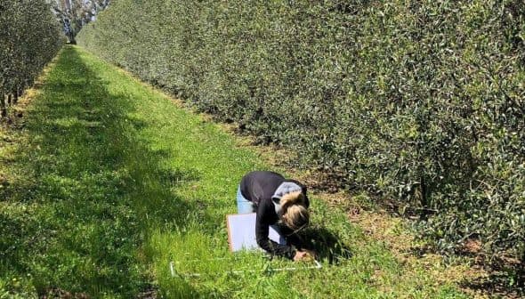 Individual kneeling on grass in an olive grove, taking notes among the trees. - Olive Oil Times