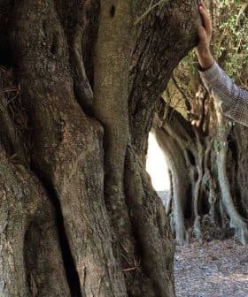 Elderly man in a plaid shirt standing beside a large olive tree with a textured trunk. - Olive Oil Times