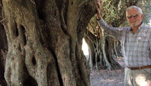 Elderly man in a plaid shirt standing beside a large olive tree with a textured trunk. - Olive Oil Times