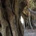 Elderly man in a plaid shirt standing beside a large olive tree with a textured trunk. - Olive Oil Times