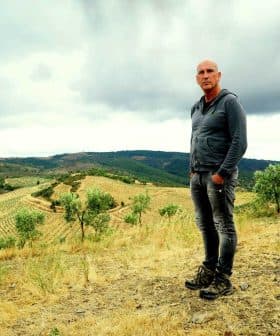 A man in a gray hoodie standing in a vineyard landscape with rolling hills and olive trees. - Olive Oil Times