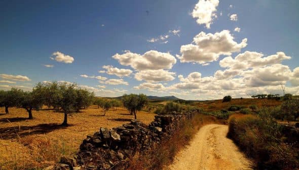 Dirt path winding through an olive grove under a blue sky with clouds. - Olive Oil Times