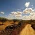Dirt path winding through an olive grove under a blue sky with clouds. - Olive Oil Times