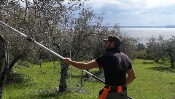 A man using a pole tool to harvest olives from a tree in an olive grove near a body of water. - Olive Oil Times