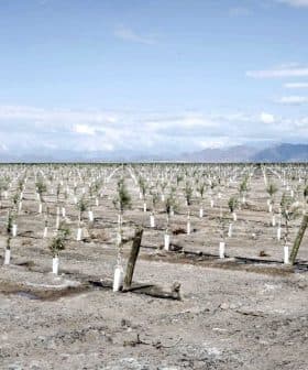 A field with rows of young olive trees planted in neat lines on dry soil. - Olive Oil Times