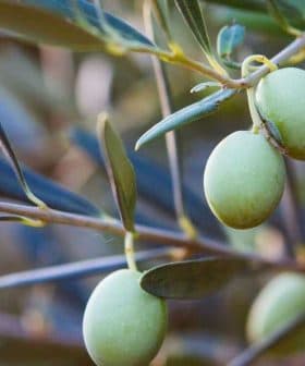 A close-up of green olives growing on a branch with leaves in a natural setting. - Olive Oil Times