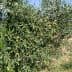 Olive tree branches with green olives growing on them in a field. - Olive Oil Times
