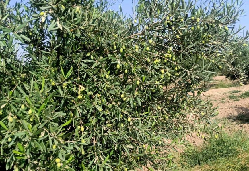 Olive tree branches with green olives growing on them in a field. - Olive Oil Times