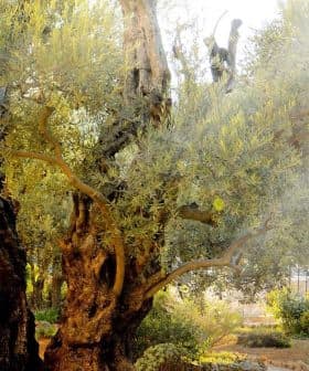 Several ancient olive trees with gnarled trunks and lush green foliage in a garden setting. - Olive Oil Times