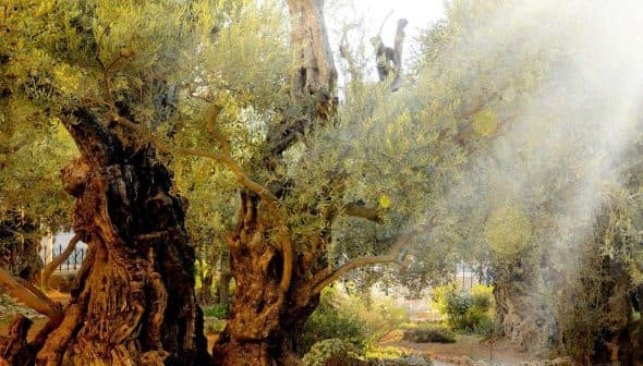 Several ancient olive trees with gnarled trunks and lush green foliage in a garden setting. - Olive Oil Times