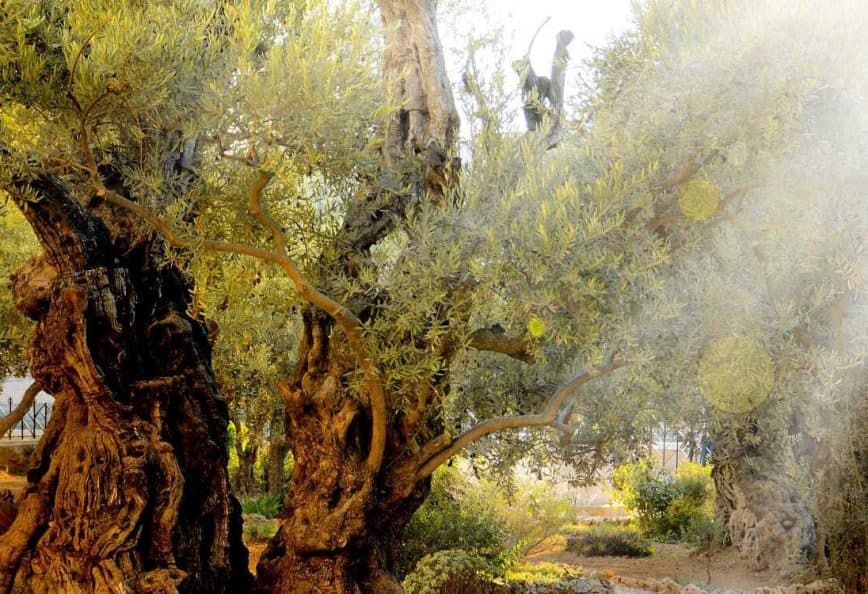 Several ancient olive trees with gnarled trunks and lush green foliage in a garden setting. - Olive Oil Times