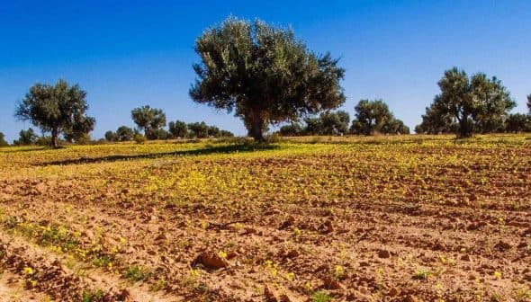 Olive trees in a field with flowering ground and clear blue sky. - Olive Oil Times