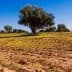 Olive trees in a field with flowering ground and clear blue sky. - Olive Oil Times
