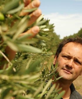 Man reaching for olives on a branch of an olive tree in an orchard. - Olive Oil Times