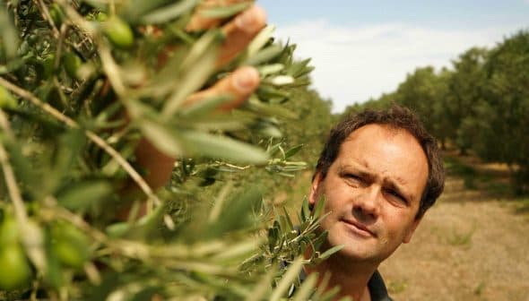 Man reaching for olives on a branch of an olive tree in an orchard. - Olive Oil Times
