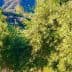 Olive trees with lush green foliage in a natural setting with hills in the background. - Olive Oil Times
