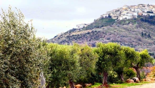 Olive trees in the foreground with a hilltop village in the background under a cloudy sky. - Olive Oil Times