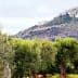 Olive trees in the foreground with a hilltop village in the background under a cloudy sky. - Olive Oil Times