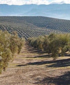 Rows of olive trees in a landscape view of an olive grove in Andalusia, with mountains in the background. - Olive Oil Times