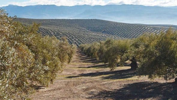 Rows of olive trees in a landscape view of an olive grove in Andalusia, with mountains in the background. - Olive Oil Times