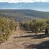 Rows of olive trees in a landscape view of an olive grove in Andalusia, with mountains in the background. - Olive Oil Times