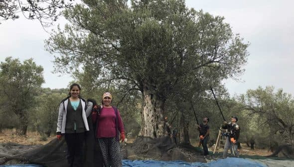 Two women standing in an olive grove with olive trees and workers in the background. - Olive Oil Times