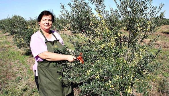 A woman in an apron harvesting olives from a tree in an olive grove. - Olive Oil Times