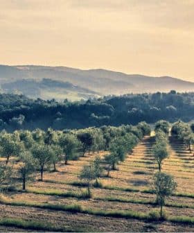 Expansive olive grove with rows of olive trees under a cloudy sky in a hilly landscape. - Olive Oil Times