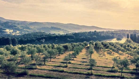 Expansive olive grove with rows of olive trees under a cloudy sky in a hilly landscape. - Olive Oil Times