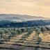 Expansive olive grove with rows of olive trees under a cloudy sky in a hilly landscape. - Olive Oil Times