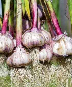 Bunch of fresh garlic bulbs with purple skin and visible roots hanging from green stalks. - Olive Oil Times