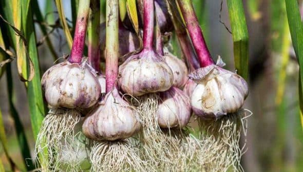 Bunch of fresh garlic bulbs with purple skin and visible roots hanging from green stalks. - Olive Oil Times