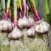 Bunch of fresh garlic bulbs with purple skin and visible roots hanging from green stalks. - Olive Oil Times