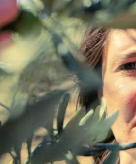 Woman closely examining olive tree leaves in a natural setting. - Olive Oil Times