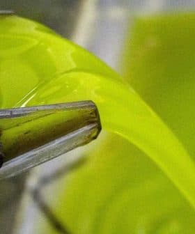 Stream of green olive oil flowing from a machine into a container during the extraction process. - Olive Oil Times