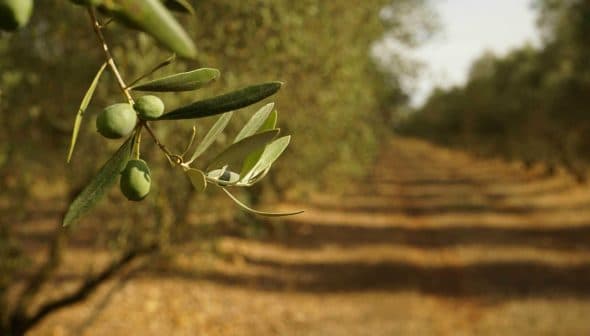 Close-up of an olive tree branch featuring green olives and leaves in a blurred orchard background. - Olive Oil Times